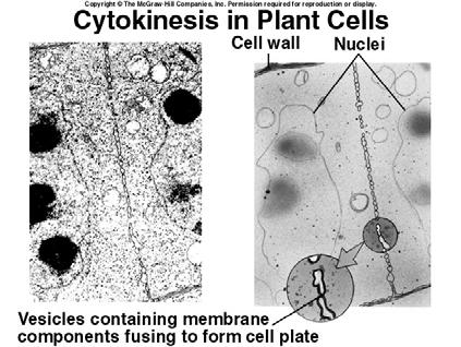 Objective 9 Objective 9 Plant cells possess a cell wall which is too rigid to be squeezed in half by actin filaments.