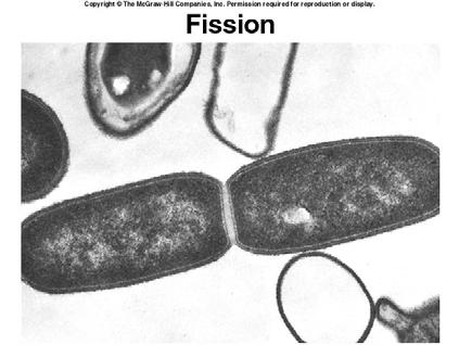 Objective 2 Prokaryotes use a type of cell division called binary fission: 1) First, the single, circular DNA molecule replicates, producing two identical copies of the original.