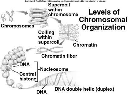 For much of the cell cycle, most of the chromatin is loosely coiled.