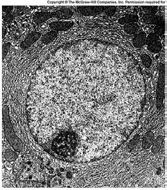13 14, Eukaryotic Nucleus Prior to cell division each chromosome duplicates itself.