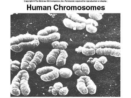 counted under the microscope: 15 16 Because of duplication, each condensed chromosome consists of 2