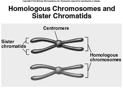 19 The centromere is a constricted point on the chromosome containing a specific DNA sequence, to which