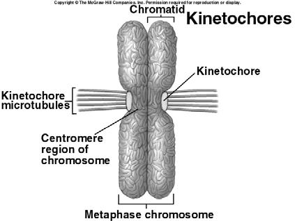 Kinetochores serve as points of attachment for microtubules that move the chromosomes during cell