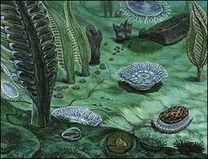 Ediacaran Fossils 600-542 MYA Just before the Cambrian explosion,