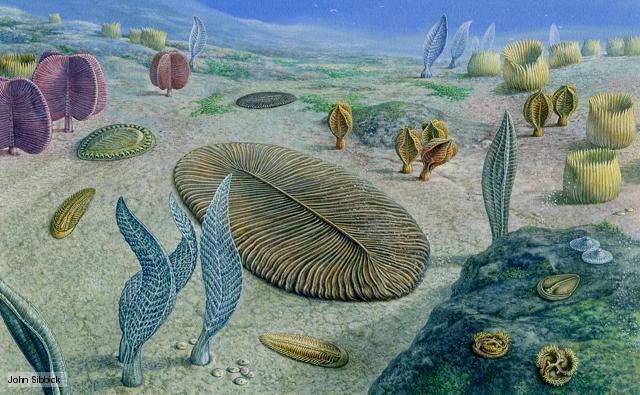 Ediacaran Life - 600-542 MYA All of these were soft-bodied, and