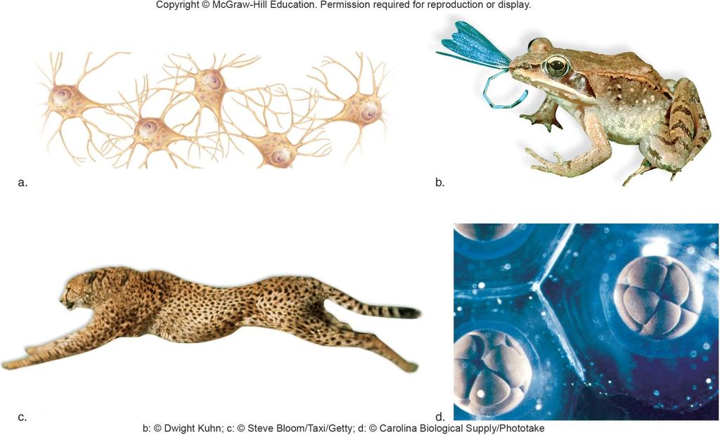 Common Features of Animals multicellular