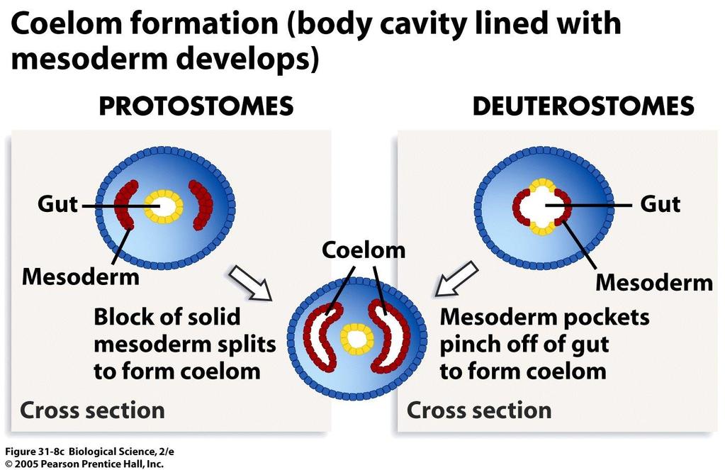 Coelom forms in