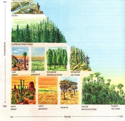 Major World Biomes Biomes exist