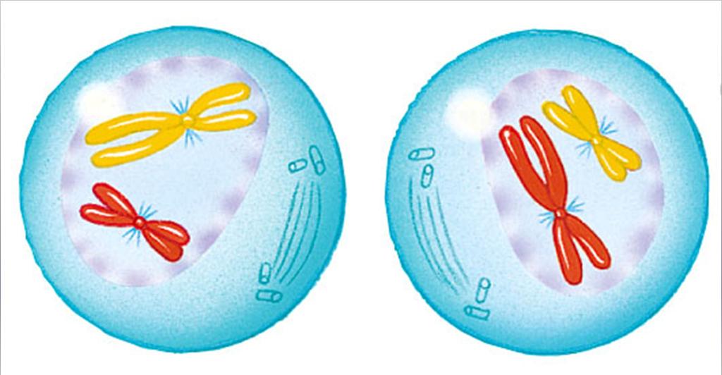 Prophase II Chromosomes are again condensed and visible Nuclear
