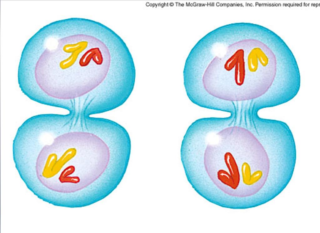 Telophase II Nuclear envelopes form around 4 nuclei Spindle
