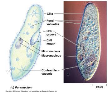Animal like protists Animal-like protists consume other organisms.