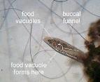 Animal-like protists - Examples 2.