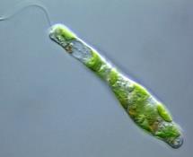 Euglena A) Euglena- PLANT-LIKE PROTIST Cont d one celled alga that moves with