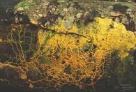 FUNGUS-LIKE PROTIST Slime Molds: fungus-like protists that are consumers live in cool, damp places EX: