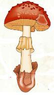 The Characteristics of Fungi Important