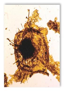 Fossil Protists Protists were the first eukaryotes.