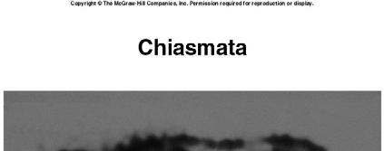 structures called chiasmata.