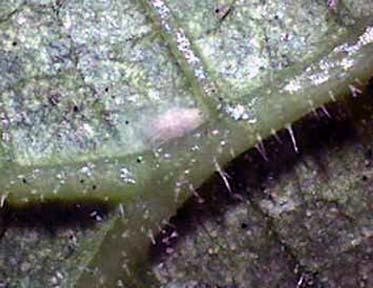 What the Heck is That on My Leaf? A. Random piece of fluff B. Spider mite webbing C. Felitella pupa D.