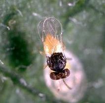Name That Whitefly Parasitoid! A. Feltiella B. Eretmocerus C.