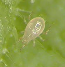 Which predatory mite attacks both thrips & whiteflies? A.