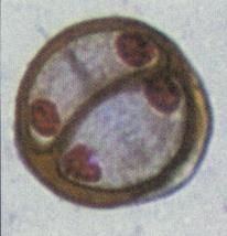 The now non-replicated chromosomes are pulled to the poles of the cells.
