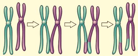 Meiosis and Life Cycles - 11 Review of Genetic Importance of Meiosis To conclude our discussion of meiosis, and to initiate further discussion of genetics and inheritance let us recall that the