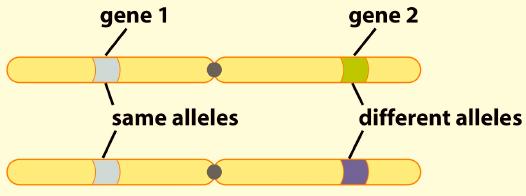 Meiosis and Life Cycles - 2 Meiosis and Genetic Variation Meiosis is necessary to ensure that each new generation has the same chromosome number as the preceding generation, but meiosis has a second