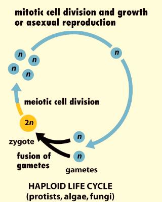 Meiosis and Life Cycles - 3 The offspring (children) formed by sexual reproduction will have genetic variation, important for the long-term response of species to their environment.
