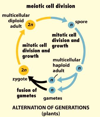 Meiosis and the Life Cycles of Organisms Meiosis is something that takes place at just one point in any sexually reproducing organism's life cycle.