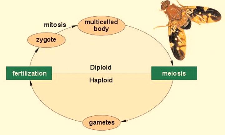 Meiosis and Life Cycles - 4 Diploid Life Cycle In animals, meiosis generally produces just haploid sex cells, which at fertilization start the next generation.