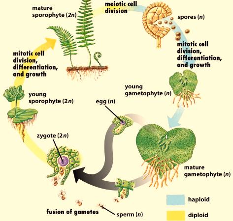 Meiosis and Life Cycles - 5 Alternation of Generations Most plants have both a multicellular haploid stage and a multicellular diploid stage in their life histories.