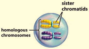 Meiosis and Life Cycles - 6 The Process of Meiosis Homologous chromosome pairs are essential to how meiosis works.