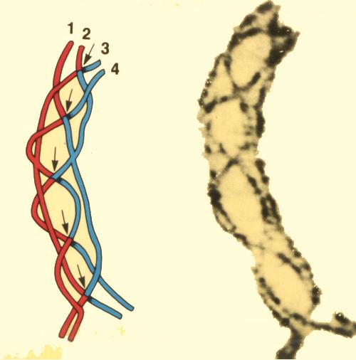 including attaching spindle fibers to each chromosome
