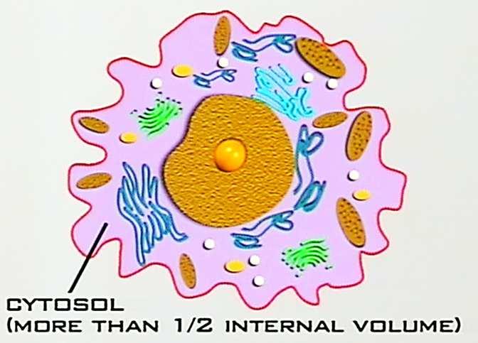 ORGANELLE OR CELL STRUCTURE SKETCH FUNCTION PLANT OR ANIMAL CELL (OR BOTH)?