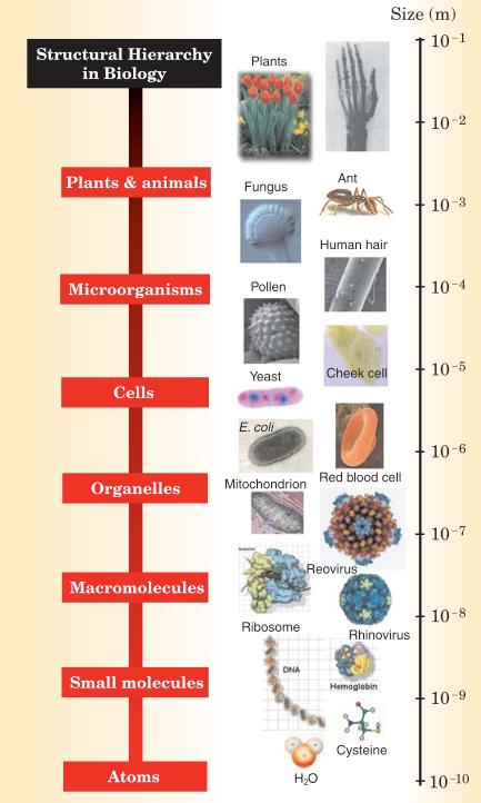 Biological Structure In what ways does nature organize? (Phenomenology) How does it organize?
