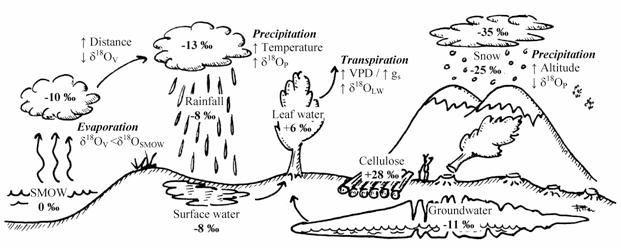 Fractionation during photosynthesis, cellulose formation, and transpiration largely cancel, so the net fractionation during transpiration is approximately zero: transpiration reflects