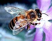 Bee Facts Bees are responsible for 80% of all the pollination in the world.