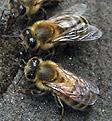 Bees can see ultraviolet light, which people can t Bees use their long,
