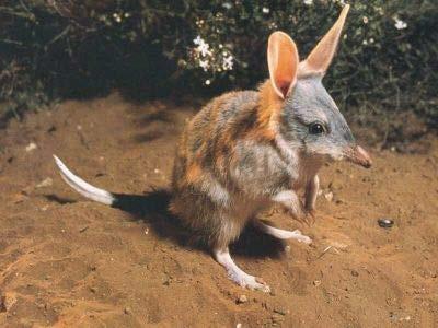 Australasian Characteristics: -- hind limbs