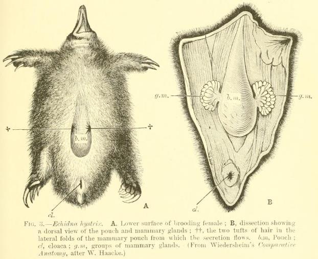 Subclass Prototheria, Order Monotremata Taxonomy: 5 species, 2 families Distribution: Australasian, in coastal, southeastern