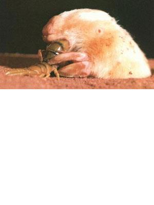 Order Notoryctemorphia: marsupial mole Taxonomy: 1 species (monotypic order) Distribution: Australasian