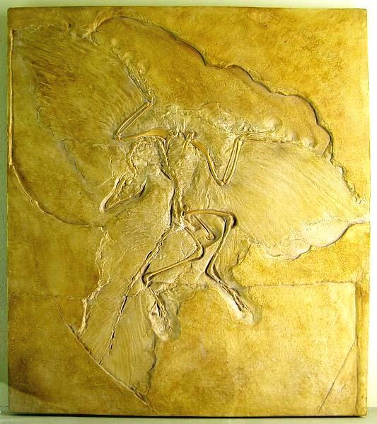 fossil bird that has