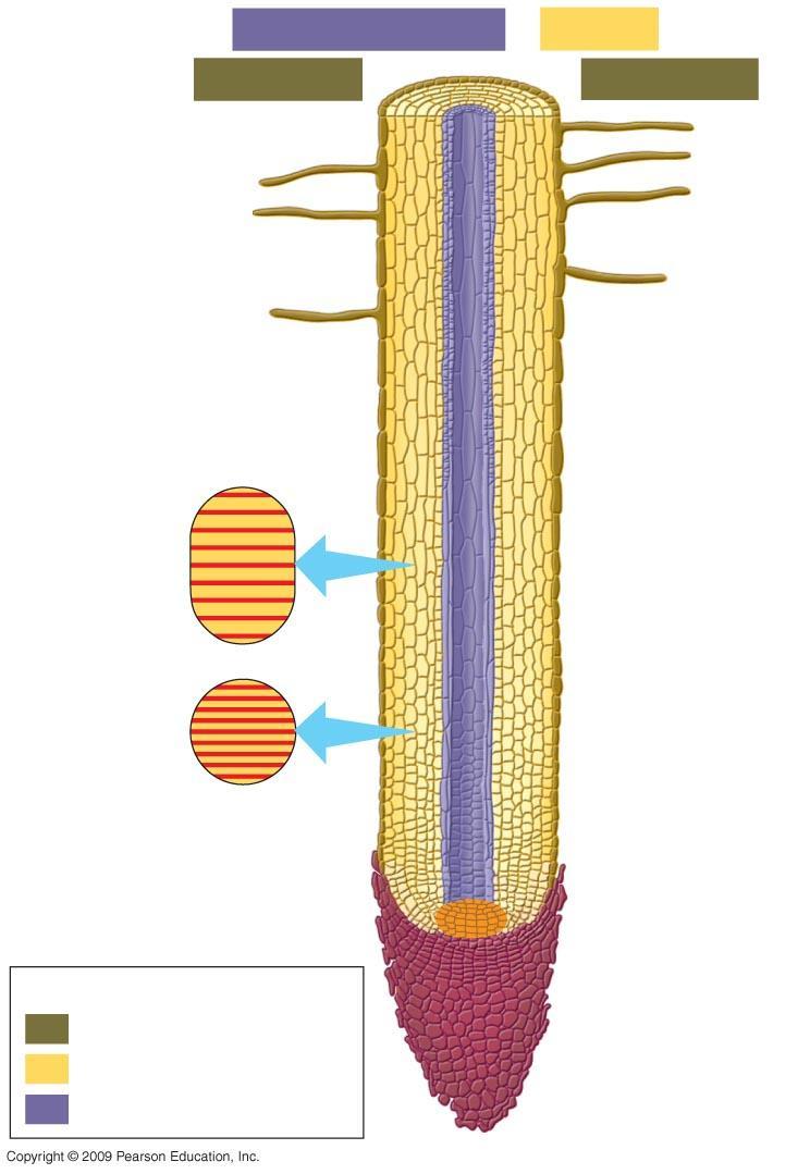 Vascular cylinder Root hair Cortex Epidermis Zone of maturation Cellulose fibers Zone of elongation Apical