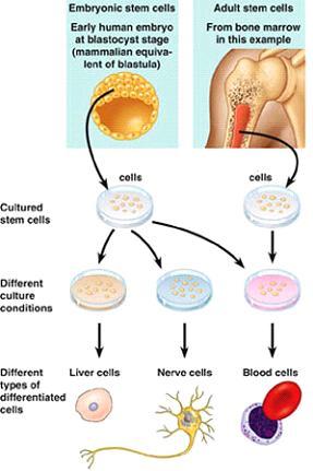 Stem Cell Therapy: embryonic stem cells vs.