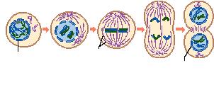 102. Name 2 things that occur in Early Prophase I. 103. Name 3 things that happen in Late prophase I. 104.
