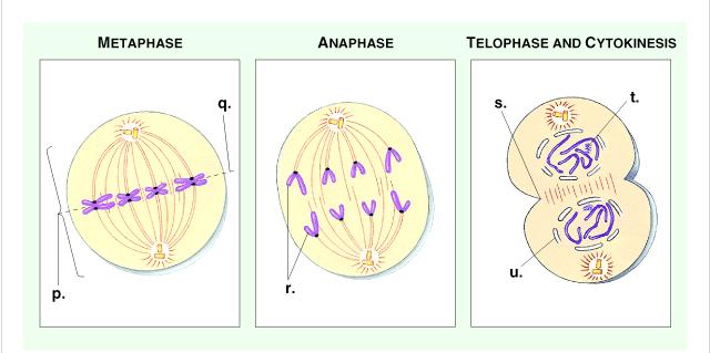 Parent cells before division are diploid or