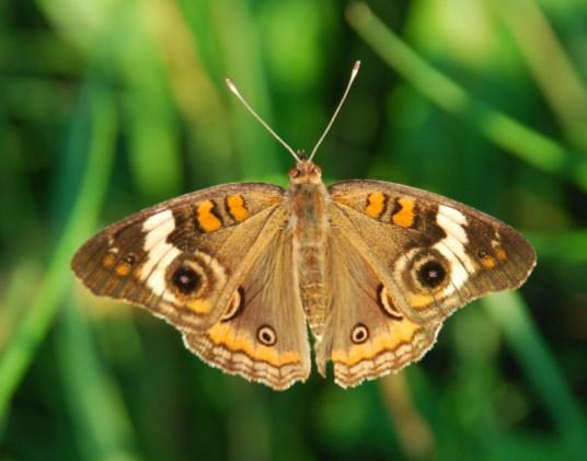 I N S I D E T H I S I S S U E : Nature 1 Watch Sky Watch 1 Butterflies feed actively during these warm days, mating and laying eggs.