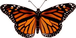In this program, we will tell you about their life cycle and ways to help this endangered butterfly.