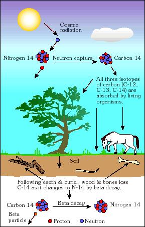 Radiocarbon Dating Radiocarbon is first produced in the atmosphere by collisions of with nitrogen atoms (Nitrogen has 7 protons and 7 neutrons in its nucleus).
