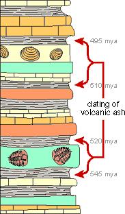 Bracketing Dating of volcanic ash Certain layers in rock, particularly volcanic